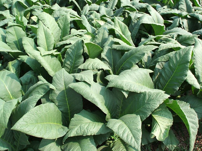 NEW SEED 6500+ Thailand tobacco seeds   1000 mg on 2011  