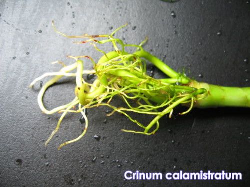 Crinum calamistratum ×2 stalks $ FREE Ship* (C003*)  