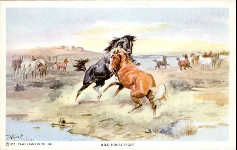 CHARLES M RUSSELL Wild Horse Fight Old Postcard  