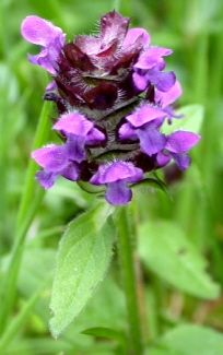 SELF HEAL (Prunella vulgaris) 100+ Seeds  