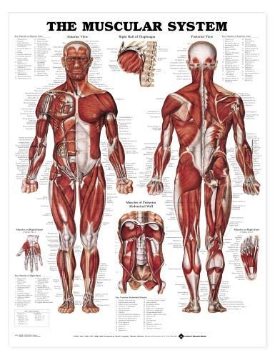 Muscular System Chart Human Anatomy LFA #98946 Laminated  