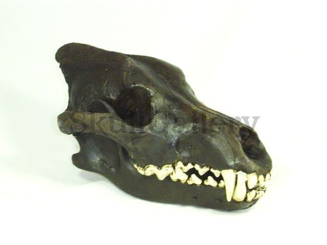 Dire Wolf Skull Fossil Model La Brea Tar Pit Replica  
