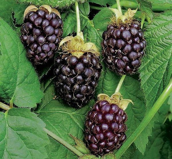  Boysenberry Plants Vines   Grow Your Own Fresh Boysenberries  
