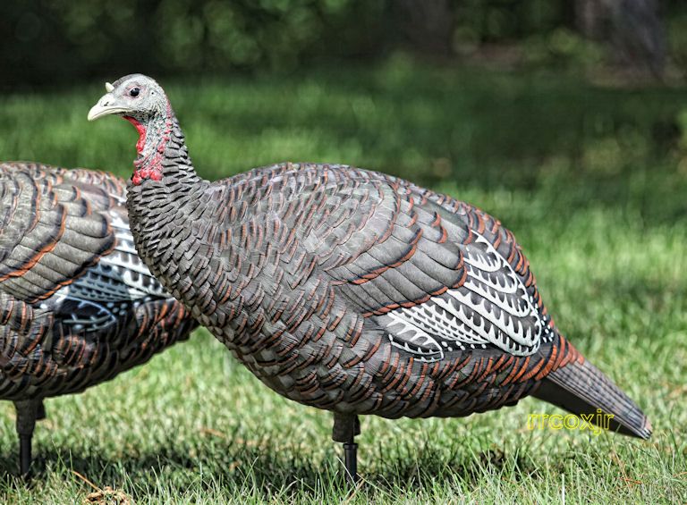 ZINK CALLS LCD AVIAN X BREEDER HEN COLLAPSIBLE MOTION TURKEY DECOY 