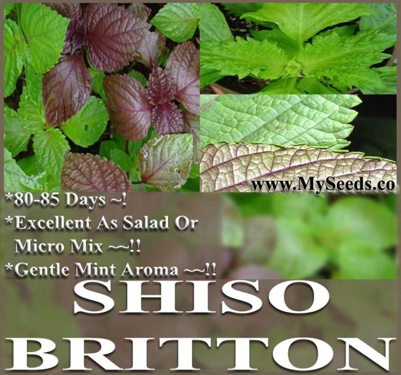 GREEN SHISO ~ PERILLA (Ao Shiso, Qing Su) BRITTON SEEDS  