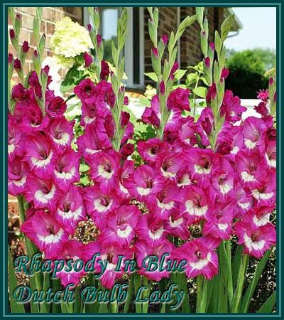 40 Gladiolus Corms ***53 Species Inside*** You Pick & Choose 