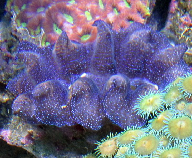 WYSIWYG Crocea Clam  