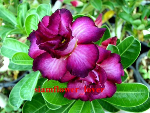 ADENIUM OBESUM DESERT ROSEPurple Rain 50 SEEDS  