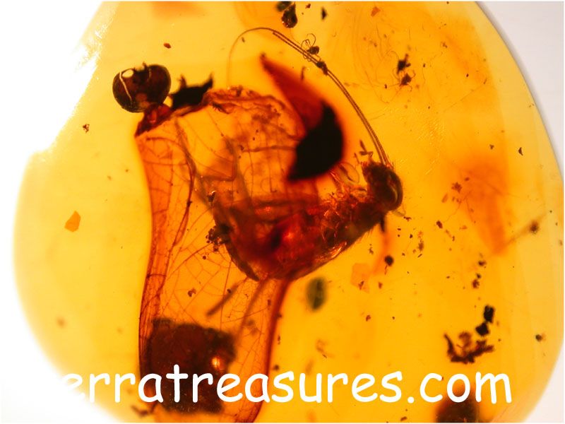 A101 DR1325 Rare Cricket in Amber Flow Dominican Amber  