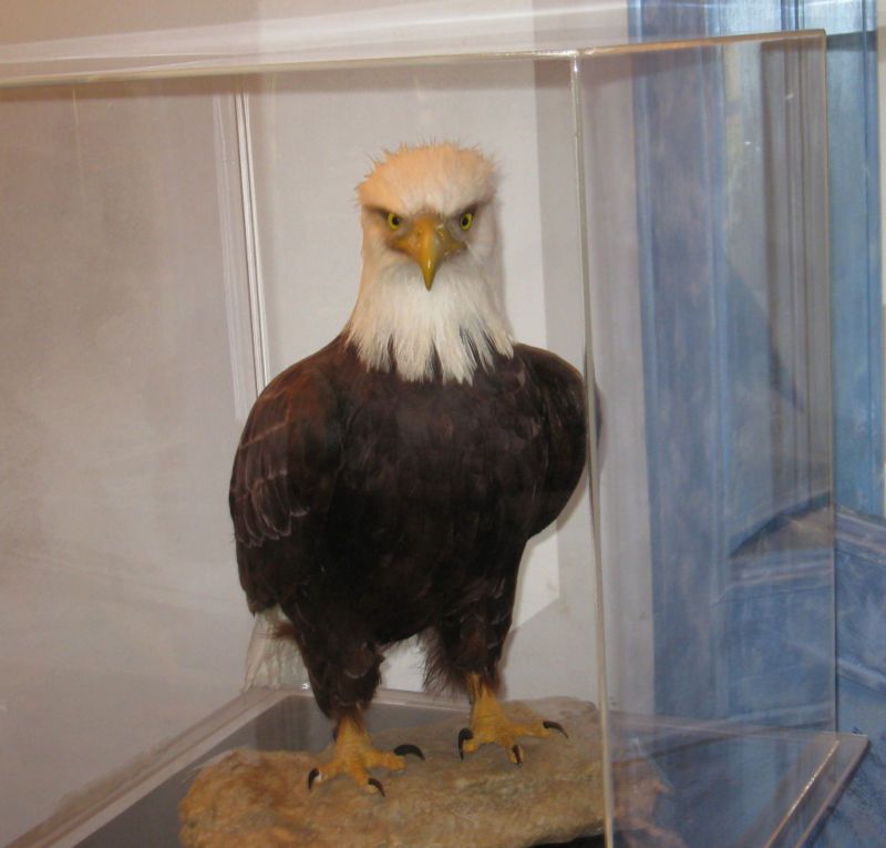 AMERICAN BALD EAGLE ONE OF KIND IN WORLD MUSEUM QUALITY  