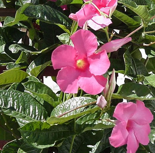 Mandevilla Amabilis Alice du Pont Pink Brazilian Jasmine Plant Nice 