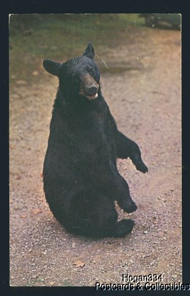 Black Bear Posing For Camera Postcard  