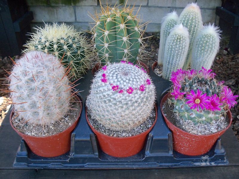 SIX PACK LARGE MIXT CACTUS PLANT  