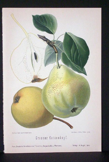 1894 GOETHE German Botanical Litho~ LARGE CAT HEAD PEAR  