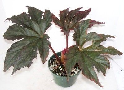 Large, glossy, palmate burgundy leaves on sturdy upright plant. This 