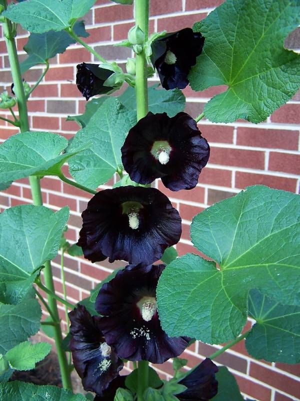 BLACK HOLLYHOCK SEEDS 30  