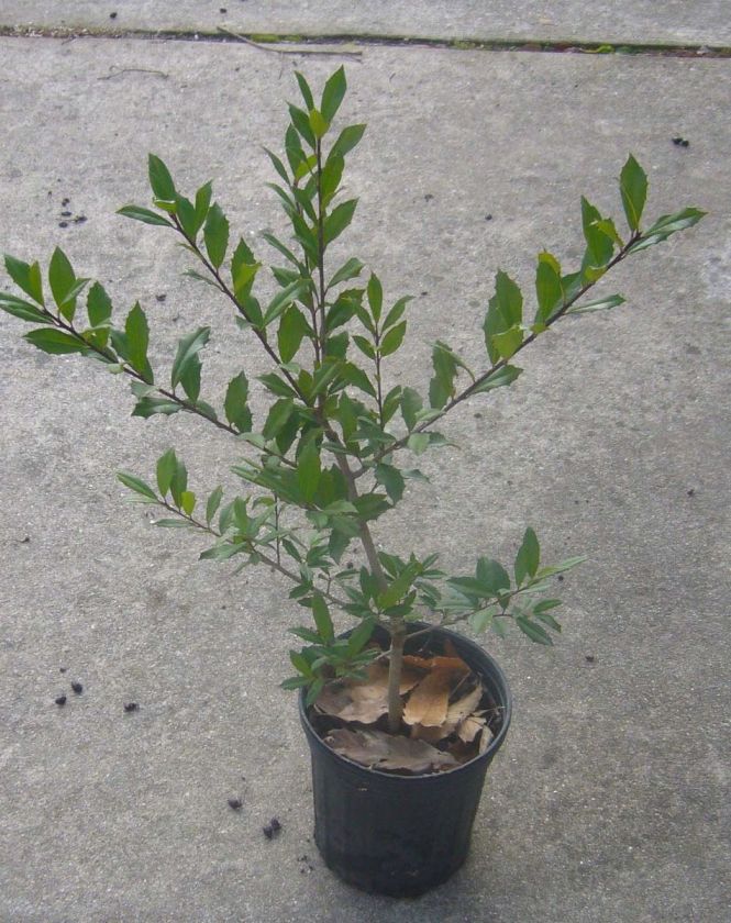 Gal. Sz. Fosteri Holly Plant  