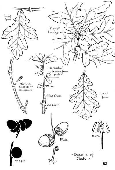 Arts & Crafts Art Nouveau Plant Form Design Reference  