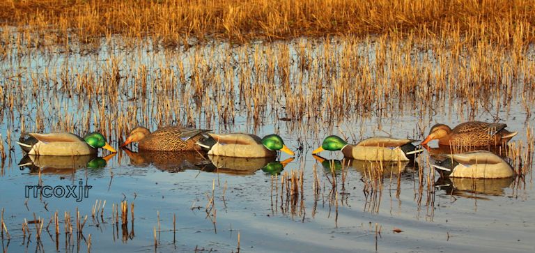 AVERY GREENHEAD GEAR PRO MALLARD FEEDER DUCK DECOYS NEW 700905731091 