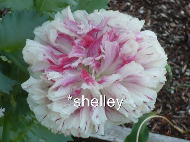 Somniferum Poppy Rare Peony Fringe Fancy Mix Seeds  