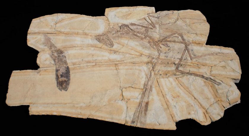 REAL Dinosaur fossil ANCHIORNIS HUXLEYI dinobird from china dinosaure 